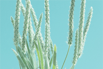 在线永久免费轰炸云呼